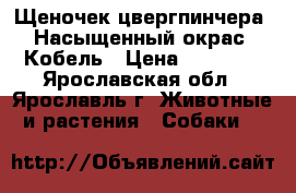 Щеночек цвергпинчера. Насыщенный окрас. Кобель › Цена ­ 15 000 - Ярославская обл., Ярославль г. Животные и растения » Собаки   